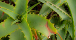 cactus photograph full image button
